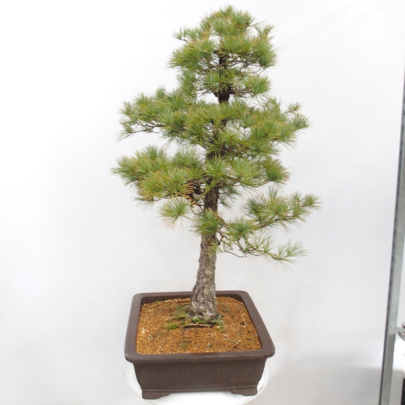 Outdoor bonsai - Pinus parviflora - Small pine tree