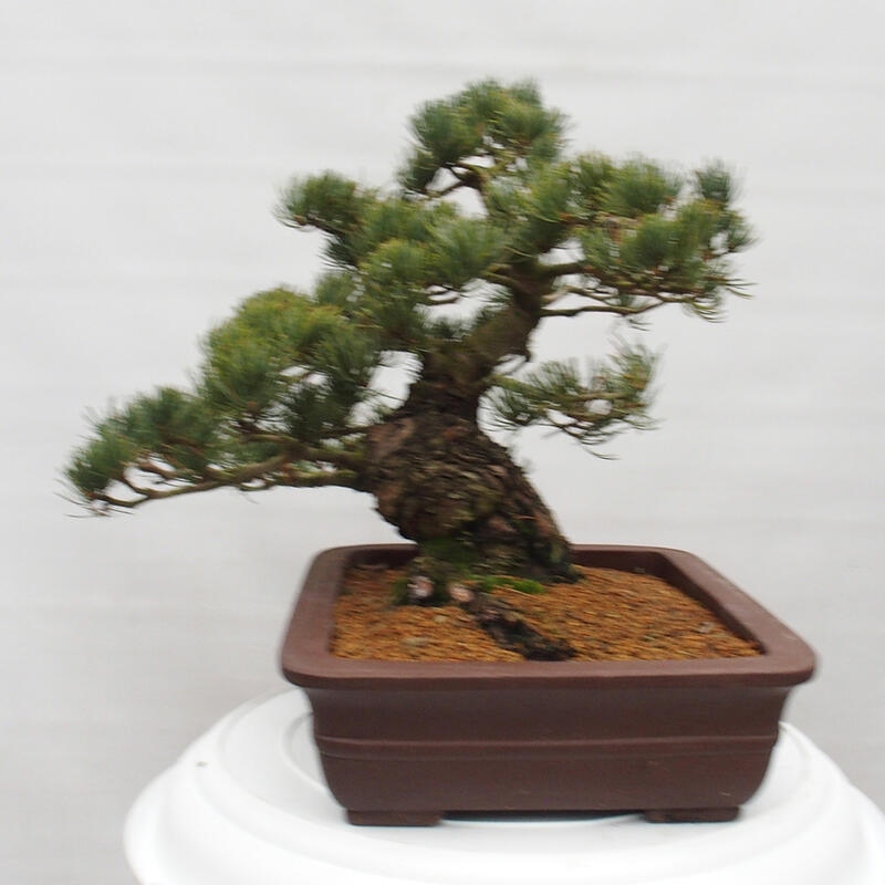 Outdoor bonsai - Pinus parviflora - Small pine tree