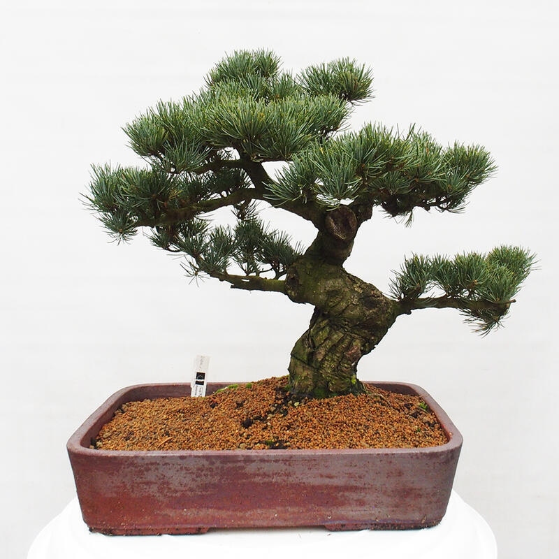 Outdoor bonsai - Pinus parviflora - Small pine tree