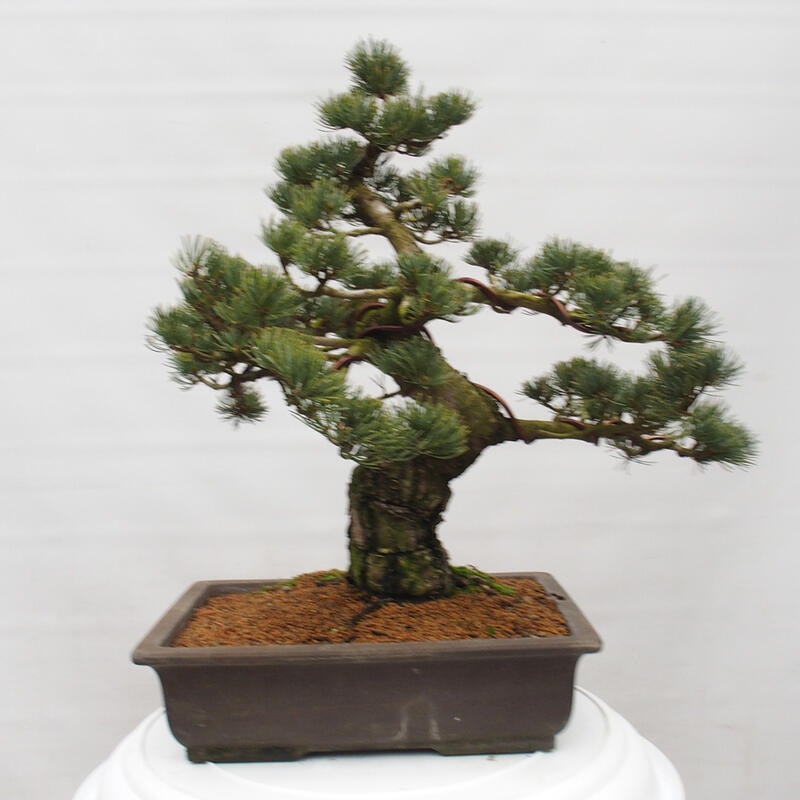 Outdoor bonsai - Pinus parviflora - Small pine tree