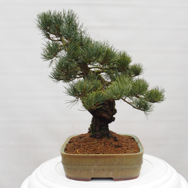 Outdoor bonsai - Pinus parviflora - Small pine tree