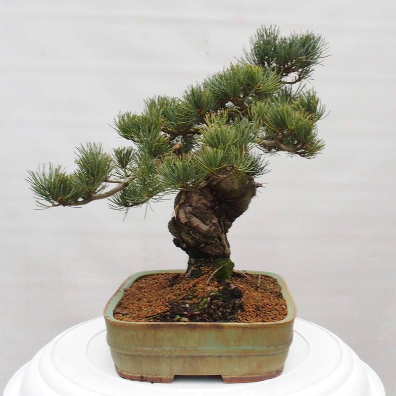 Outdoor bonsai - Pinus parviflora - Small pine tree