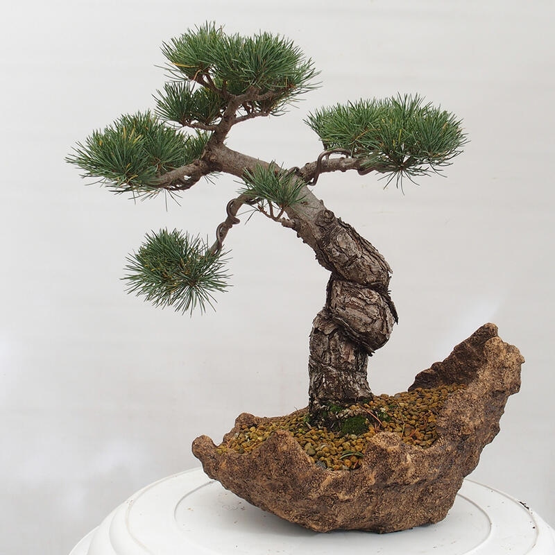 Outdoor bonsai - Pinus parviflora - Small pine tree