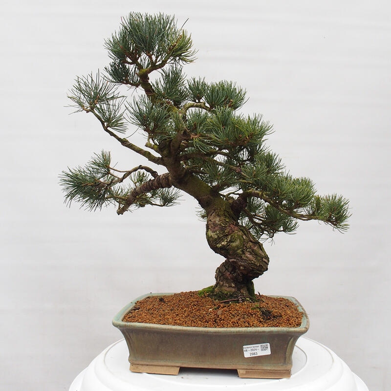 Outdoor bonsai - Pinus parviflora - Small pine tree