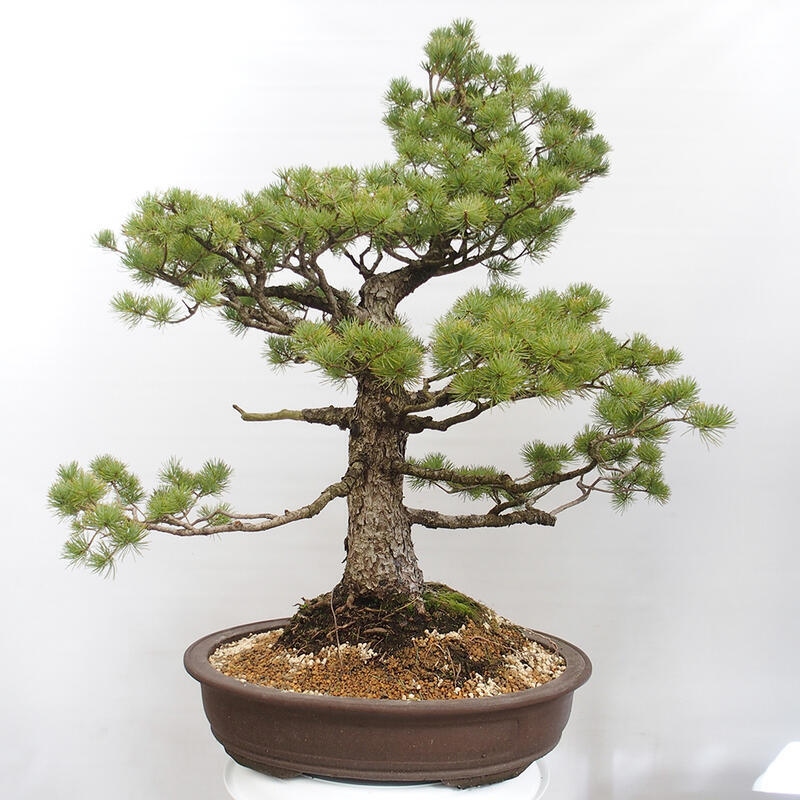 Outdoor bonsai - Pinus parviflora - Small pine tree