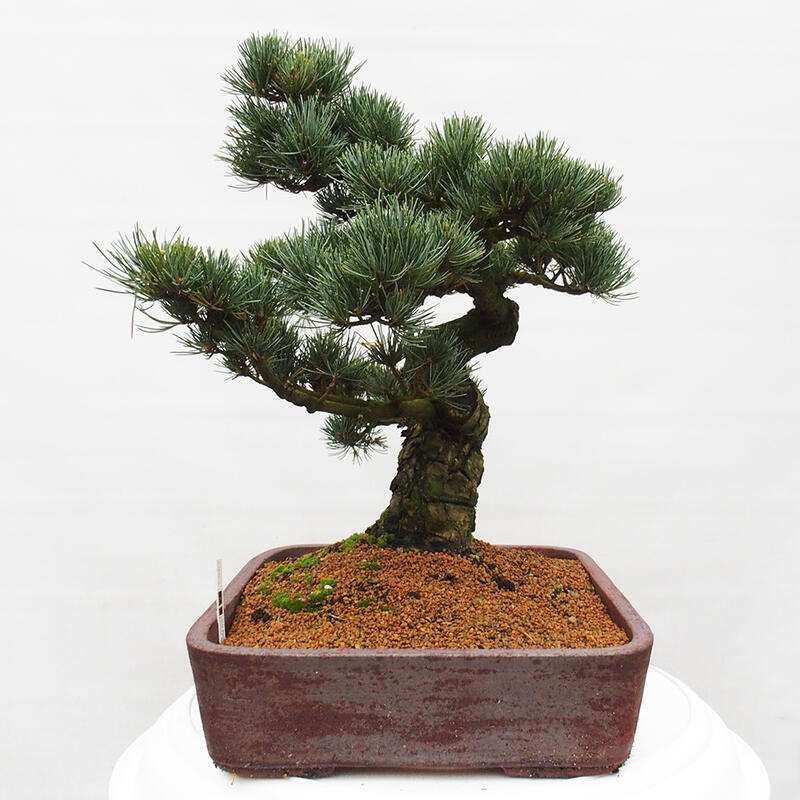 Outdoor bonsai - Pinus parviflora - Small pine tree