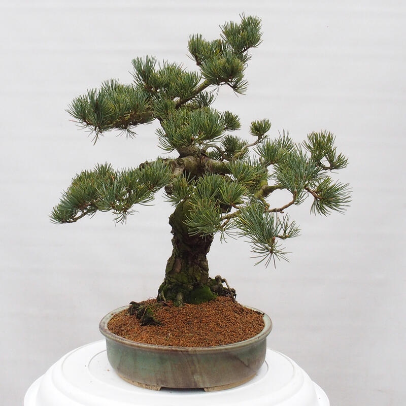 Outdoor bonsai - Pinus parviflora - Small pine tree