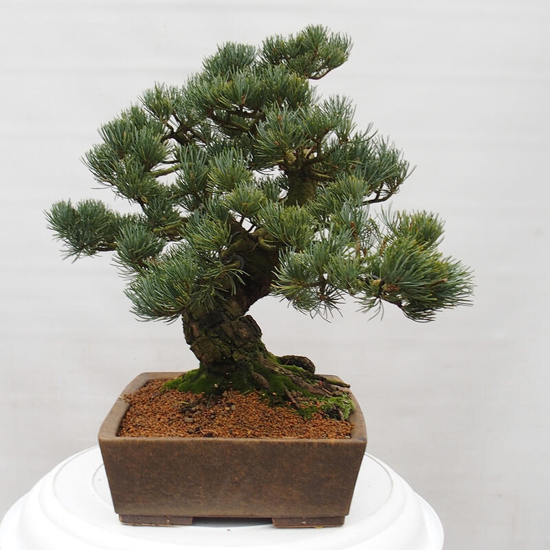 Outdoor bonsai - Pinus parviflora - Small pine tree