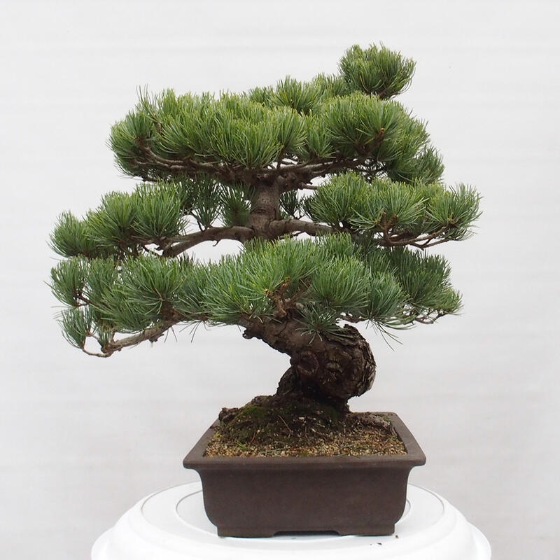 Outdoor bonsai - Pinus parviflora - Small pine tree