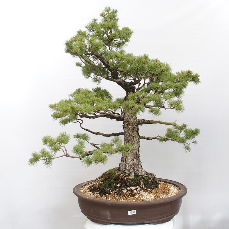 Outdoor bonsai - Pinus parviflora - Small pine tree