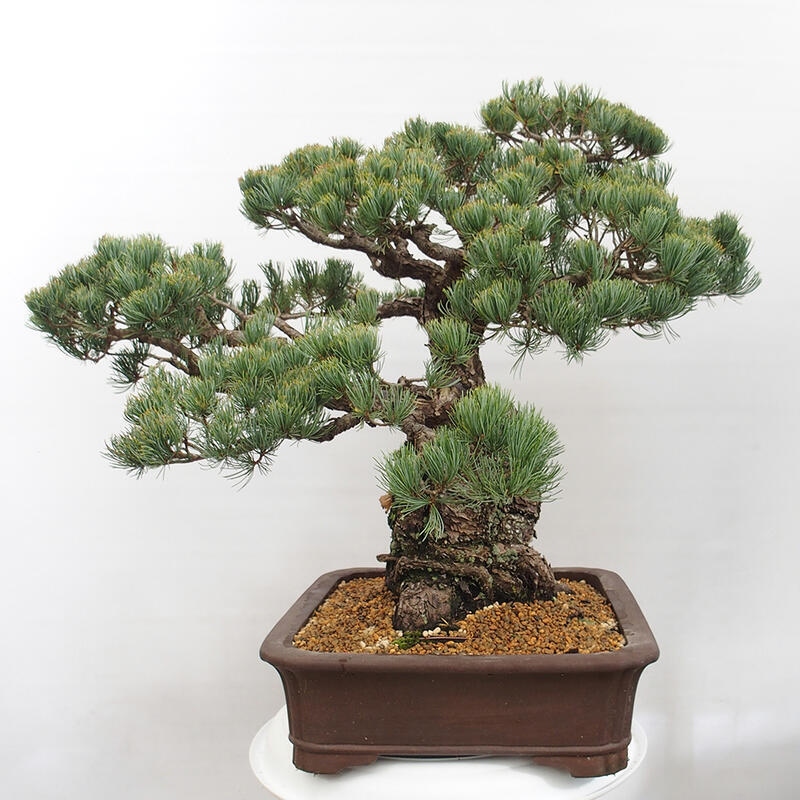 Outdoor bonsai - Pinus parviflora - Small pine tree