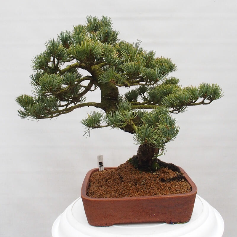 Outdoor bonsai - Pinus parviflora - Small pine tree