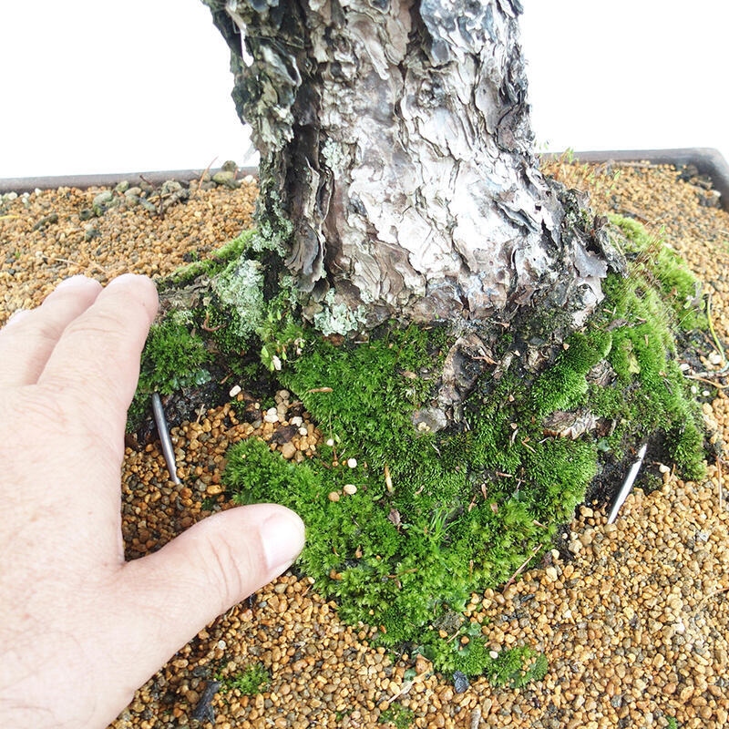 Outdoor bonsai - Pinus parviflora - Small pine tree