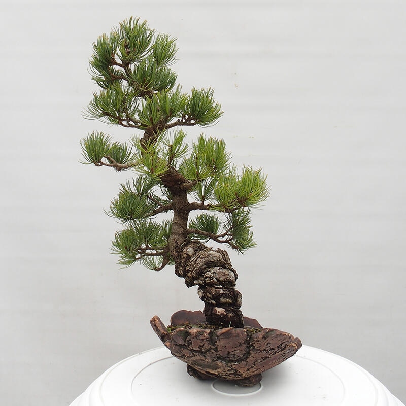 Outdoor bonsai - Pinus parviflora - Small pine tree