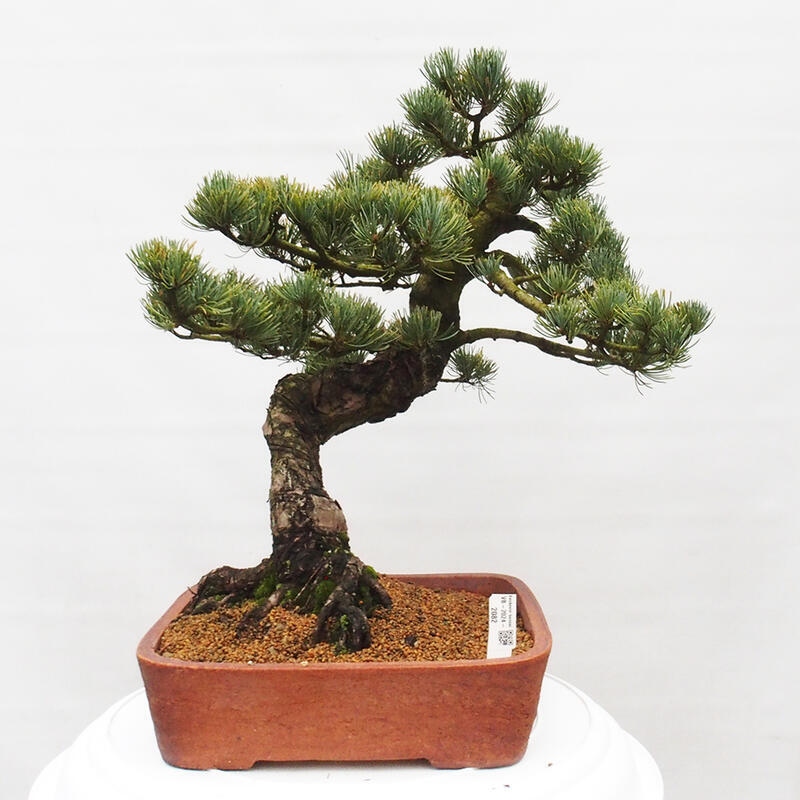 Outdoor bonsai - Pinus parviflora - Small pine tree