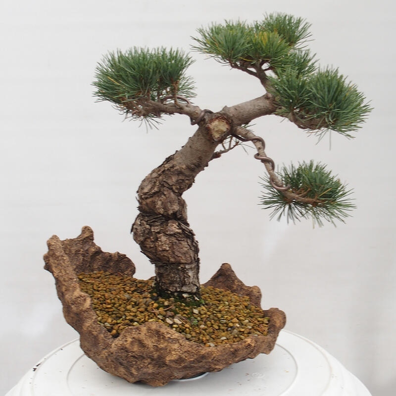 Outdoor bonsai - Pinus parviflora - Small pine tree