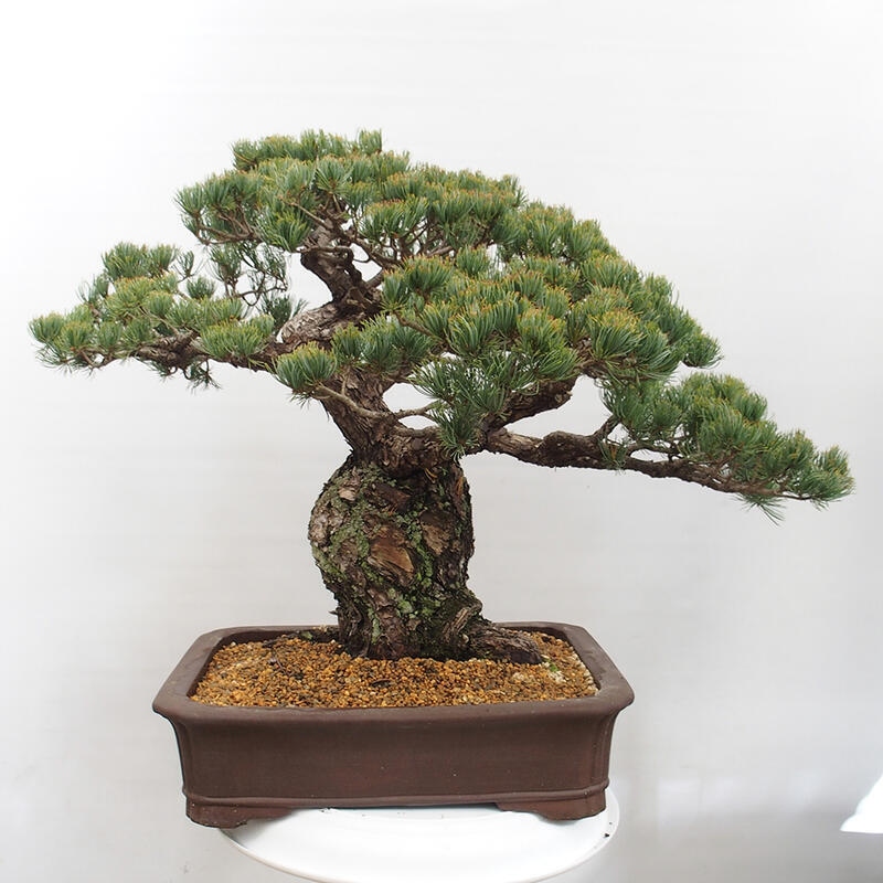 Outdoor bonsai - Pinus parviflora - Small pine tree