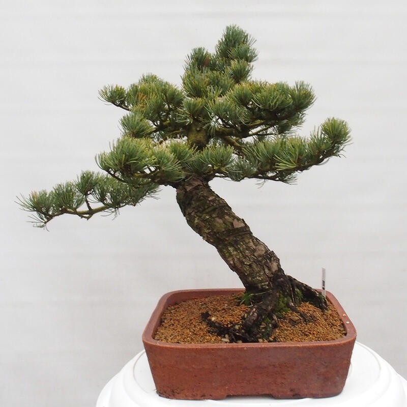 Outdoor bonsai - Pinus parviflora - Small pine tree