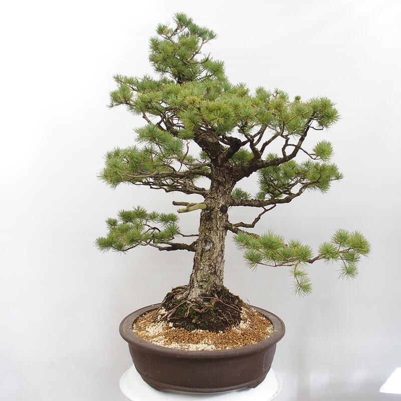 Outdoor bonsai - Pinus parviflora - Small pine tree