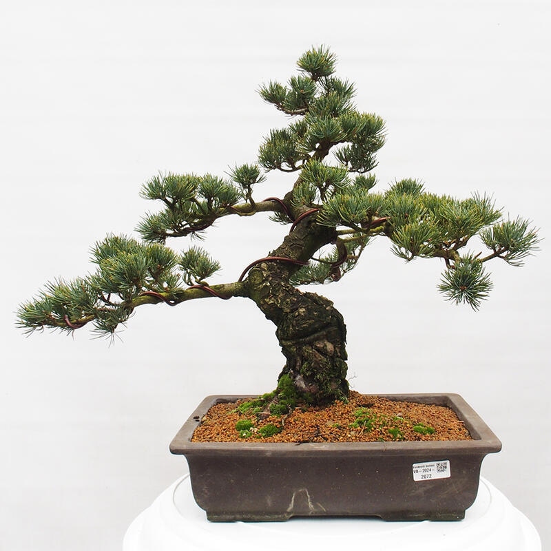 Outdoor bonsai - Pinus parviflora - Small pine tree