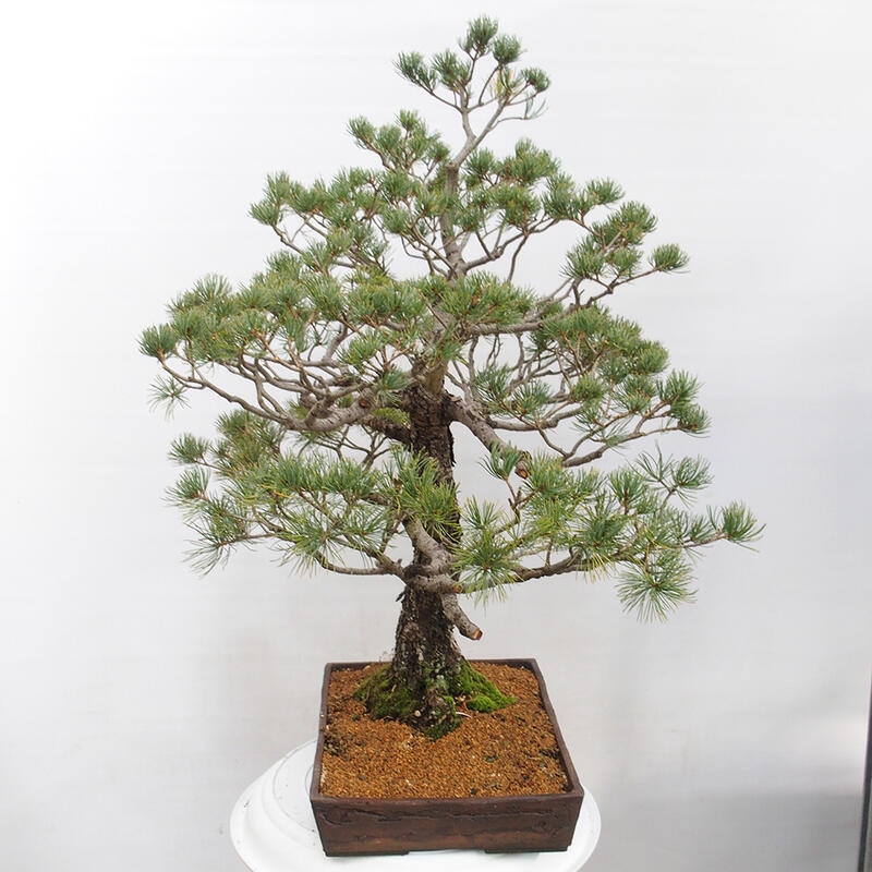 Outdoor bonsai - Pinus parviflora - Small pine tree