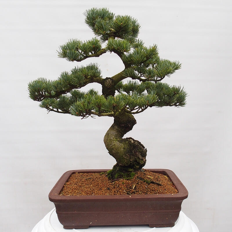 Outdoor bonsai - Pinus parviflora - Small pine tree