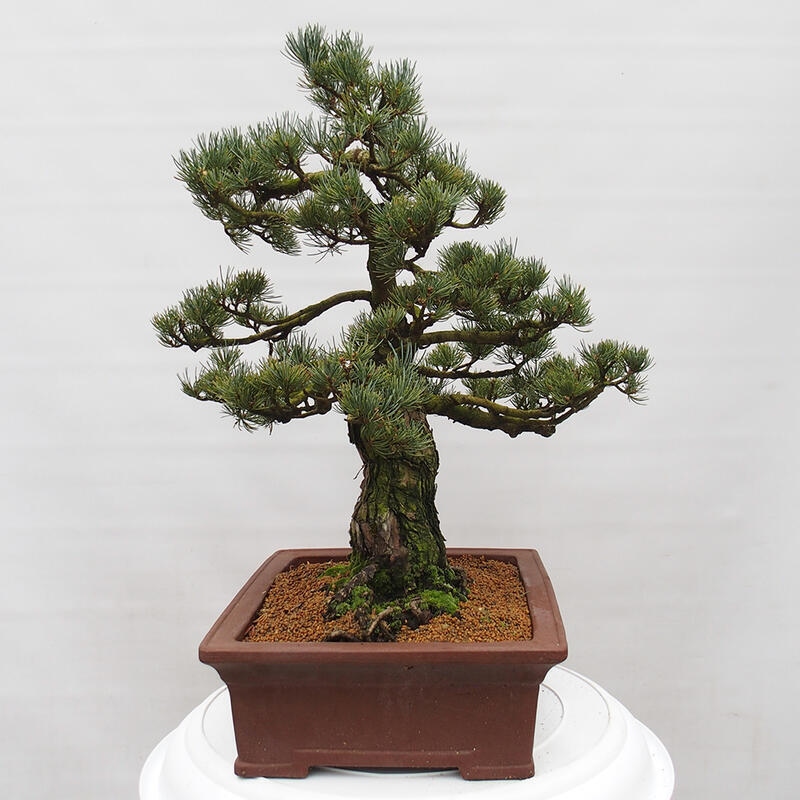 Outdoor bonsai - Pinus parviflora - Small pine tree