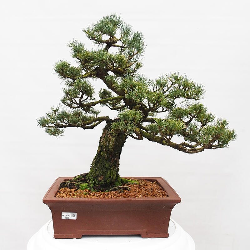 Outdoor bonsai - Pinus parviflora - Small pine tree