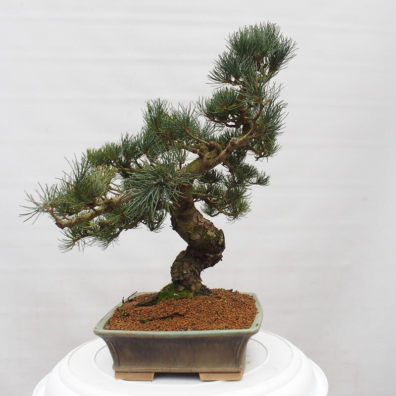 Outdoor bonsai - Pinus parviflora - Small pine tree