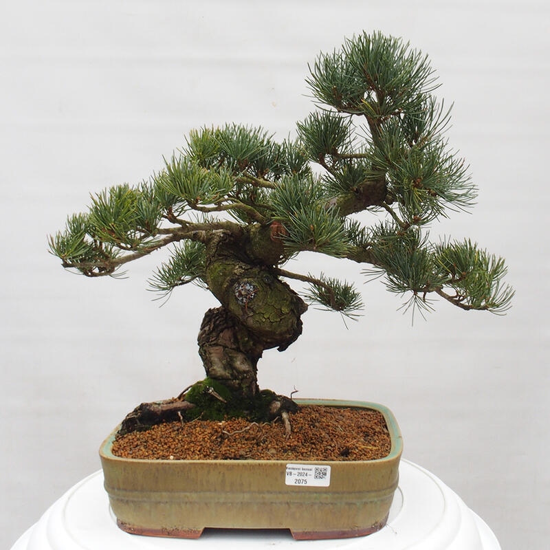 Outdoor bonsai - Pinus parviflora - Small pine tree