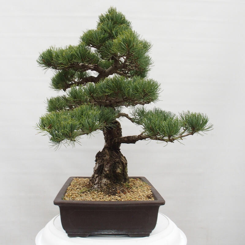 Outdoor bonsai - Pinus parviflora - Small pine tree