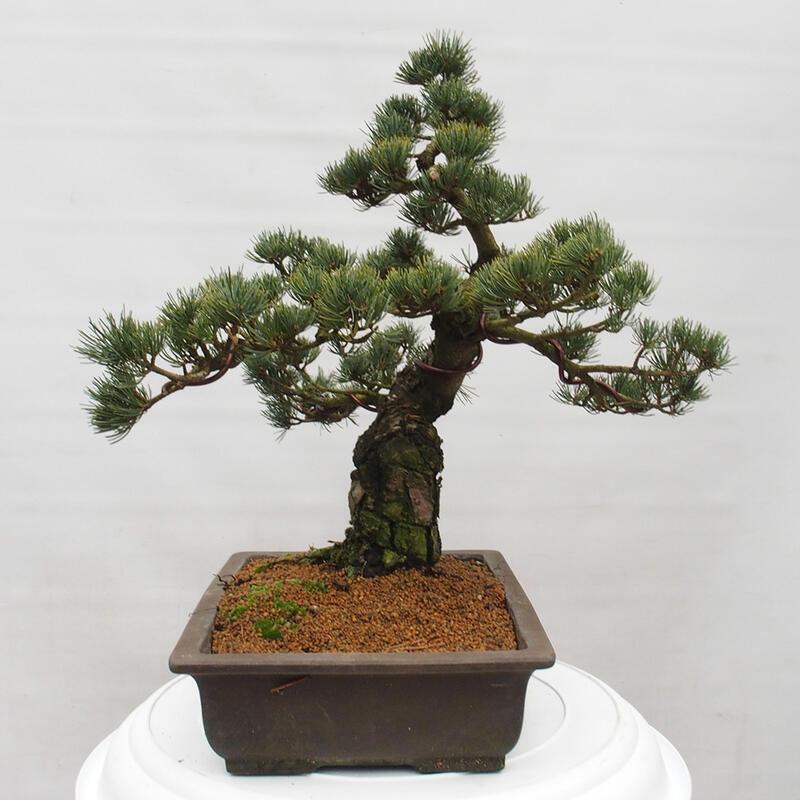 Outdoor bonsai - Pinus parviflora - Small pine tree