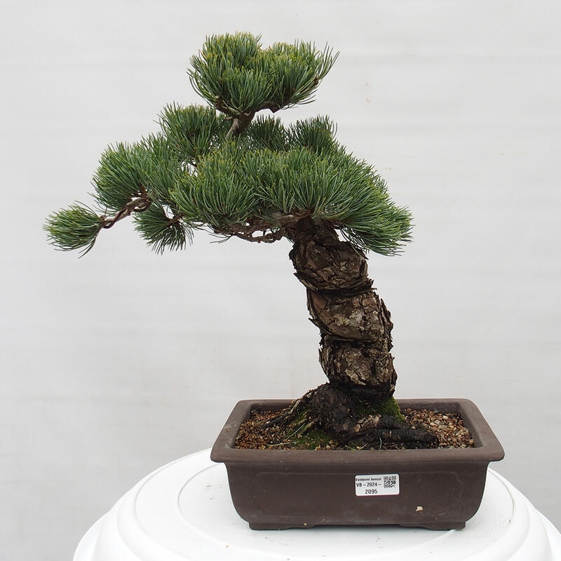 Outdoor bonsai - Pinus parviflora - Small pine tree