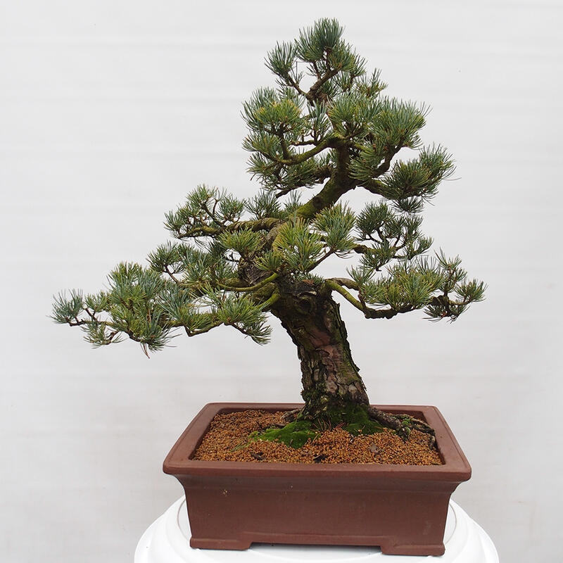 Outdoor bonsai - Pinus parviflora - Small pine tree