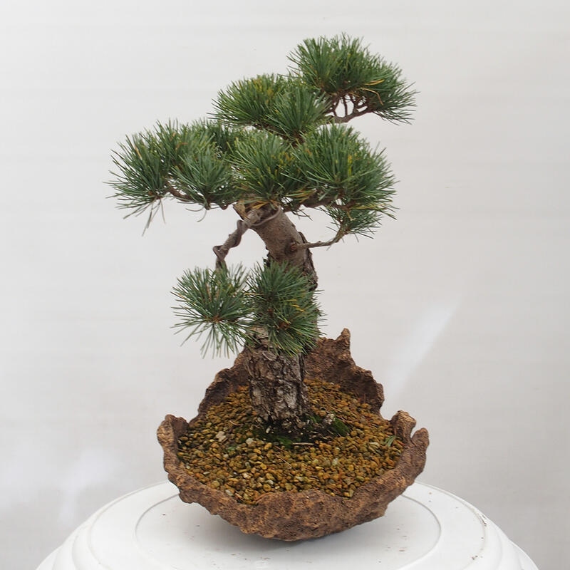 Outdoor bonsai - Pinus parviflora - Small pine tree