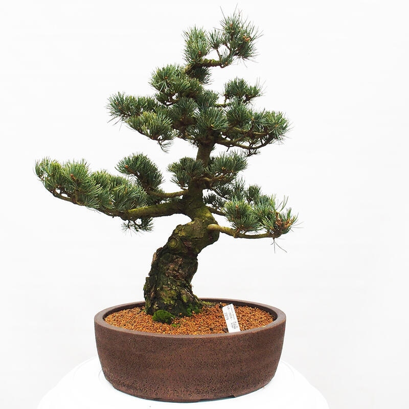 Outdoor bonsai - Pinus parviflora - Small pine tree