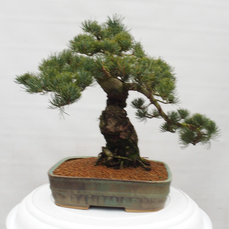 Outdoor bonsai - Pinus parviflora - Small pine tree