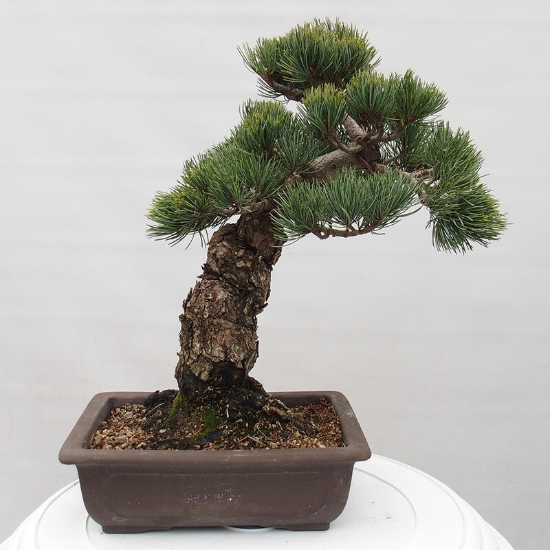 Outdoor bonsai - Pinus parviflora - Small pine tree