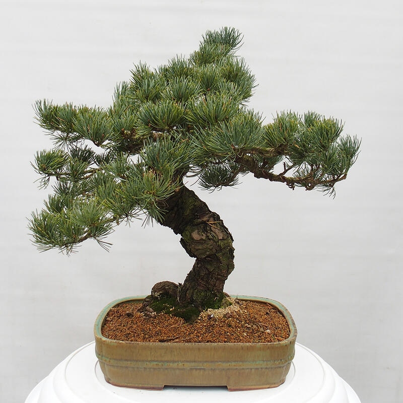 Outdoor bonsai - Pinus parviflora - Small pine tree