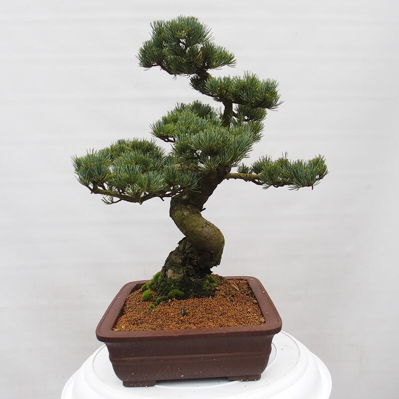 Outdoor bonsai - Pinus parviflora - Small pine tree