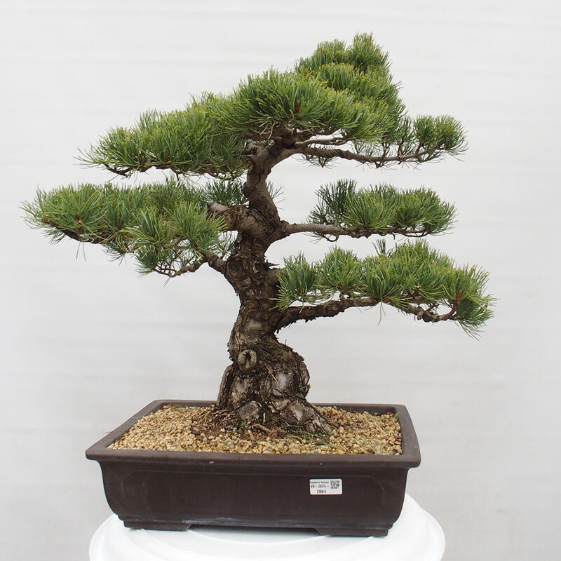 Outdoor bonsai - Pinus parviflora - Small pine tree