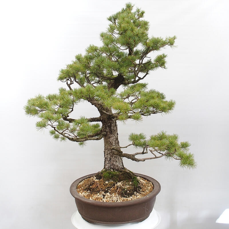 Outdoor bonsai - Pinus parviflora - Small pine tree