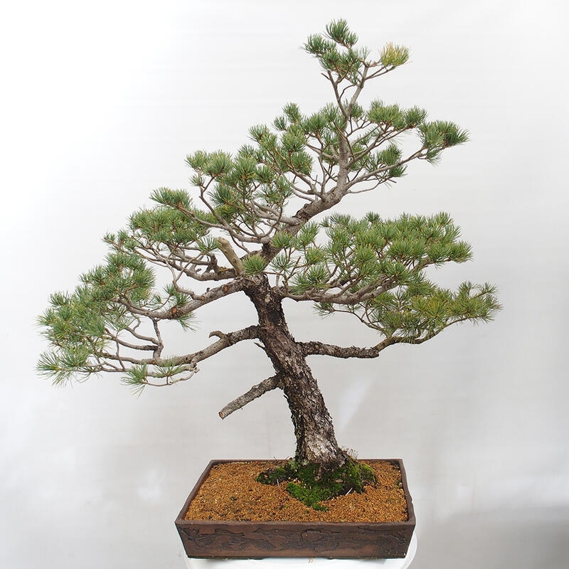 Outdoor bonsai - Pinus parviflora - Small pine tree