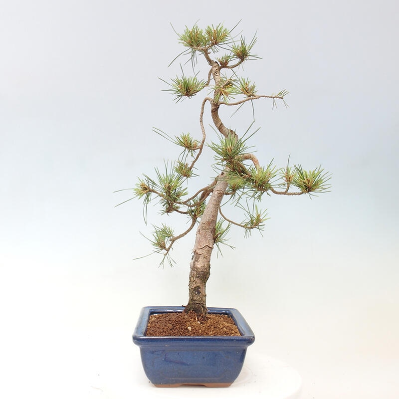 Outdoor bonsai - Pinus Sylvestris - Scots pine