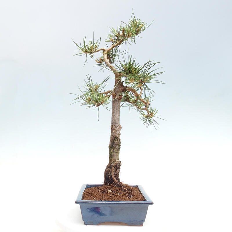 Outdoor bonsai - Pinus Sylvestris - Scots pine