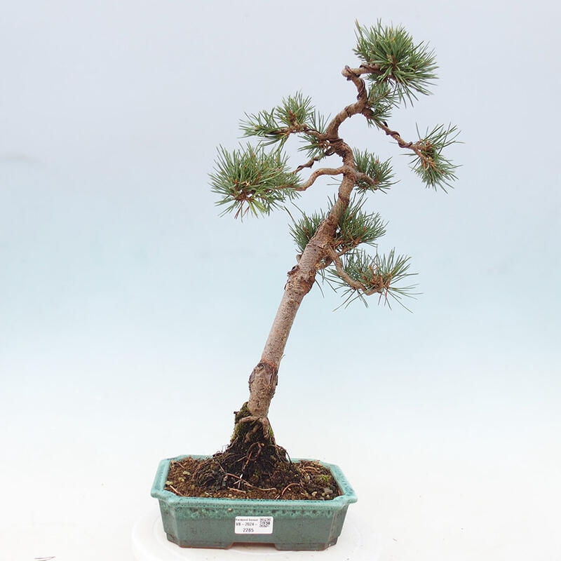 Outdoor bonsai - Pinus Sylvestris - Scots pine