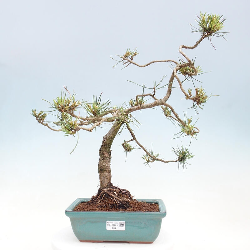 Outdoor bonsai - Pinus Sylvestris - Scots pine