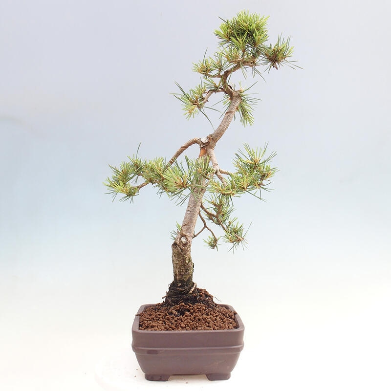 Outdoor bonsai - Pinus Sylvestris - Scots pine