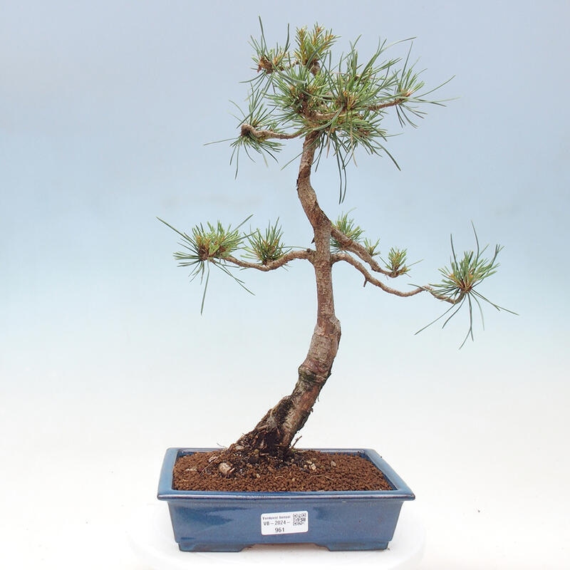 Outdoor bonsai - Pinus Sylvestris - Scots pine