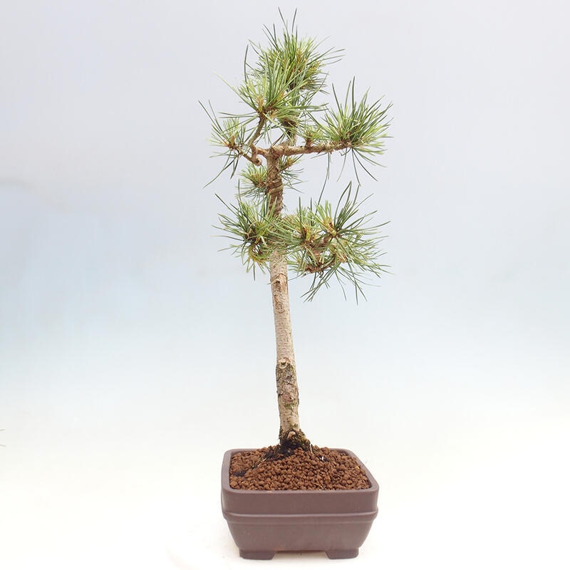 Outdoor bonsai - Pinus Sylvestris - Scots pine